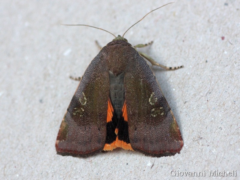 Noctua 
